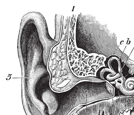 ear canal cross section